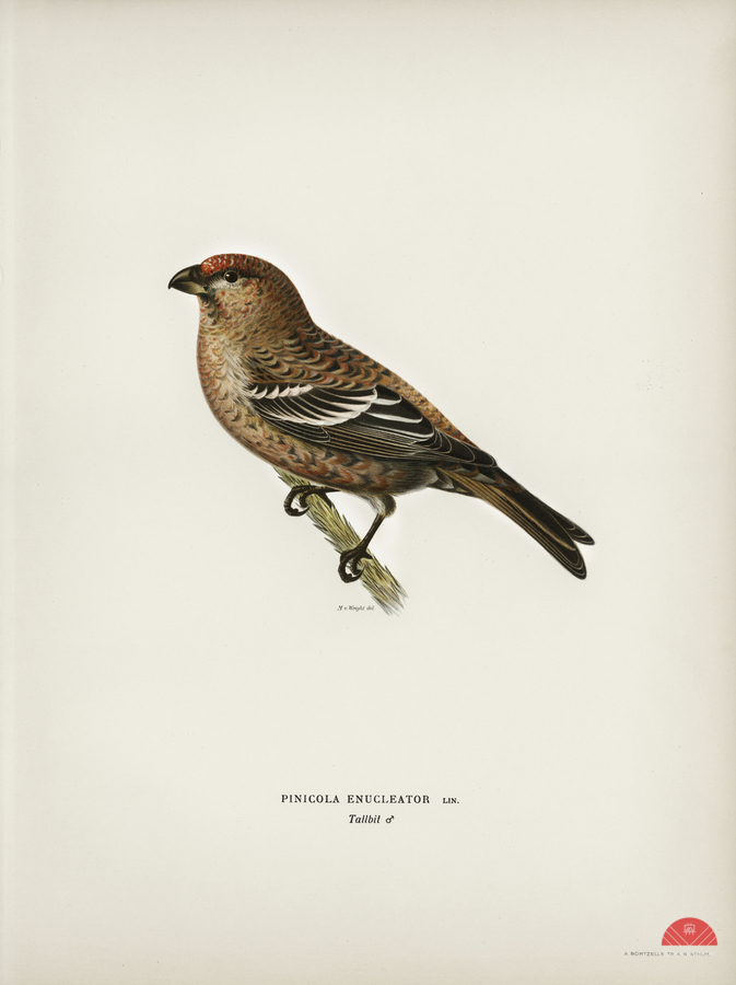 Pine Grosbeak male Pinicola enucleator  Print