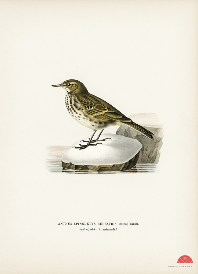 Water pipit Anthus spinoletta rupestris  Print