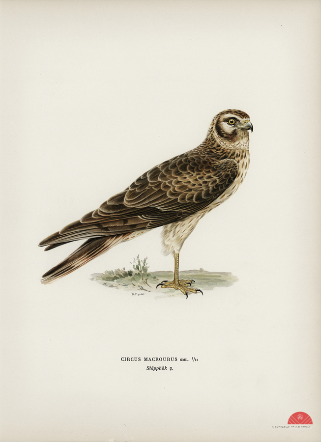 Pale Harrier Pallid Harrier female Circus macrourus  Print