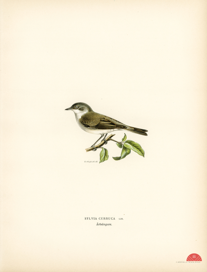 Sylvia curruca Lesser whitethroat  Print