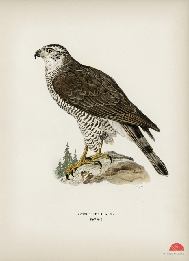 Goshawk female Accipiter gentilis  Print