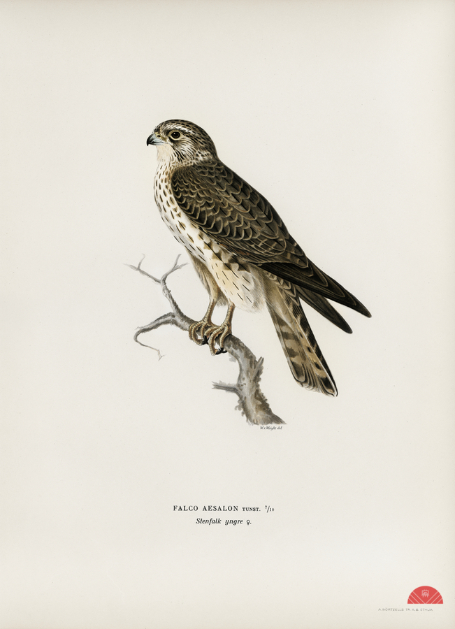 Tawny pipit Anthus campestris  Print