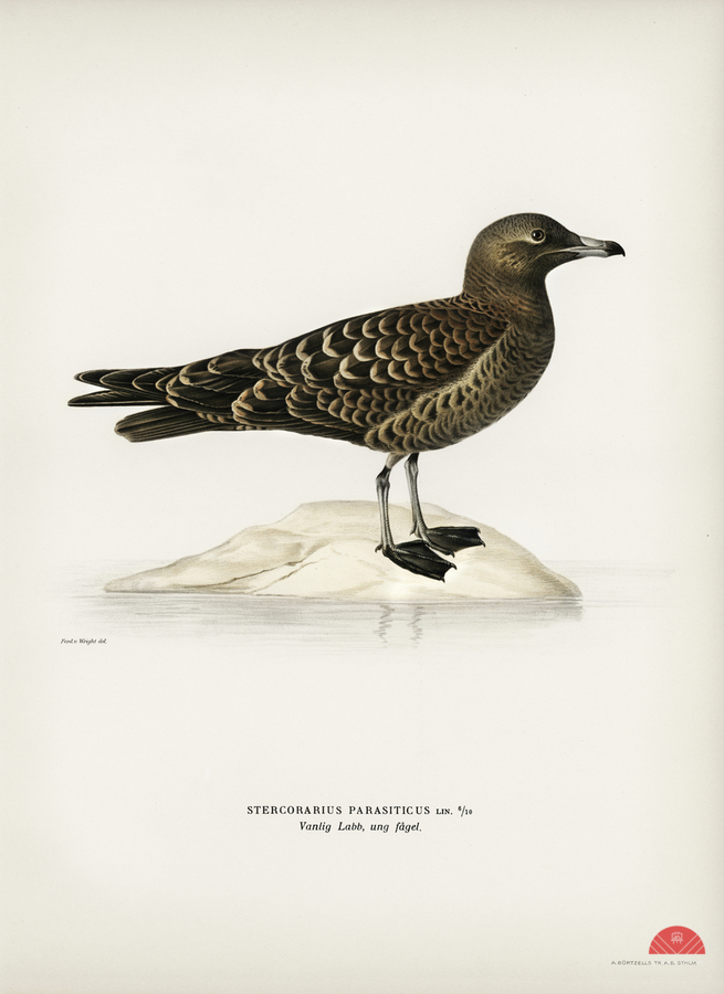 Parasitic jaeger Stercorarius parasiticus  Print