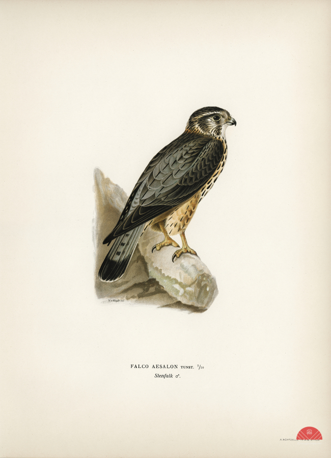 Merlin male Falco aesalon  Print
