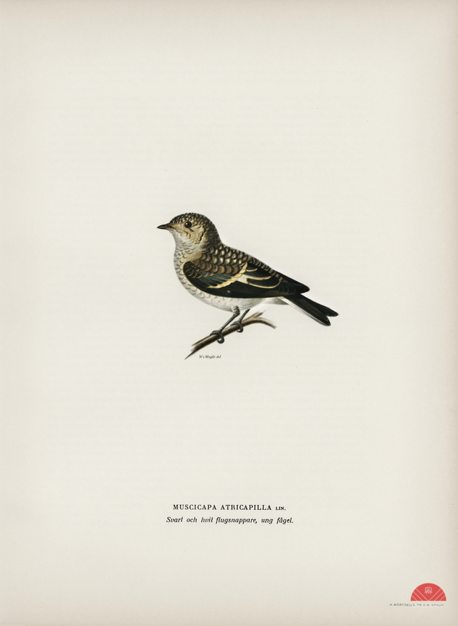 Pied Flycatcher Muscicapa atricapilla  Print