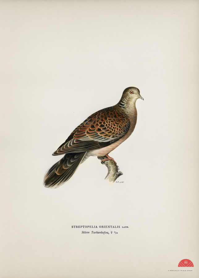 Oriental turtle dove ♀ Streptopelia orientalis  Print