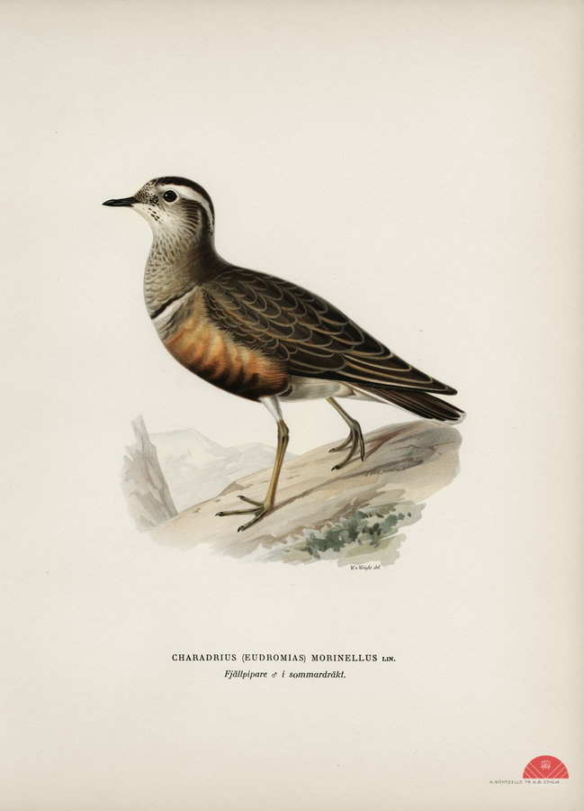 Eurasian dotterel ♂ Charadrius eudromias morinellus  Print