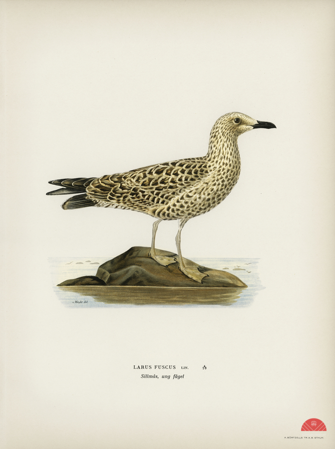 Leser black-backed gull Larus fuscus  Print