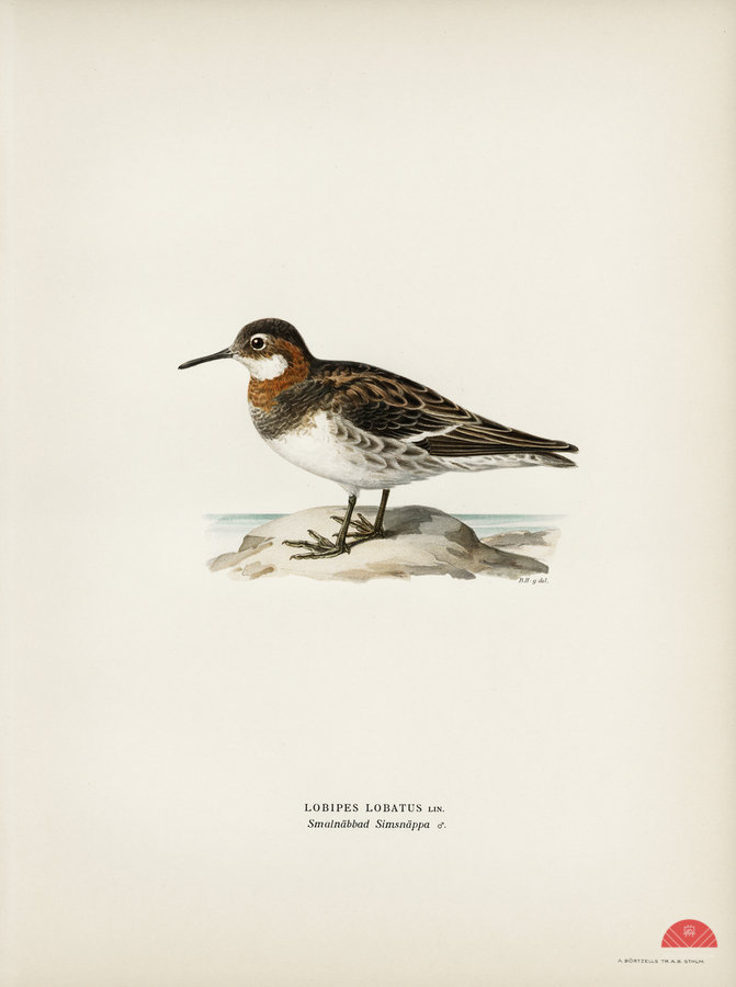 Red-necked Phalarope lobipes lobatus  Print