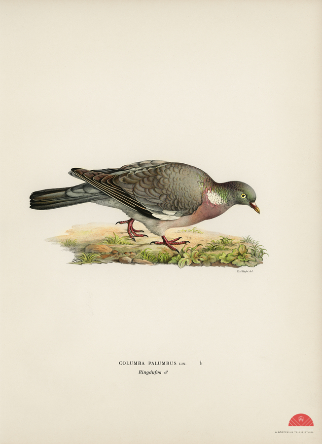 Little gull Larus minutus  Print