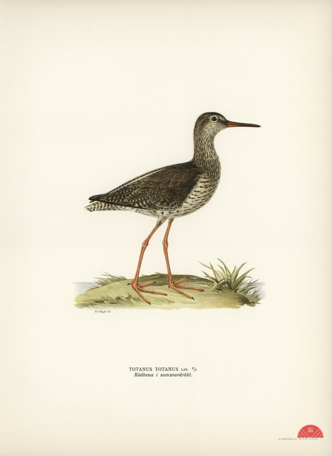 Common redshank Totanus totanus  Print