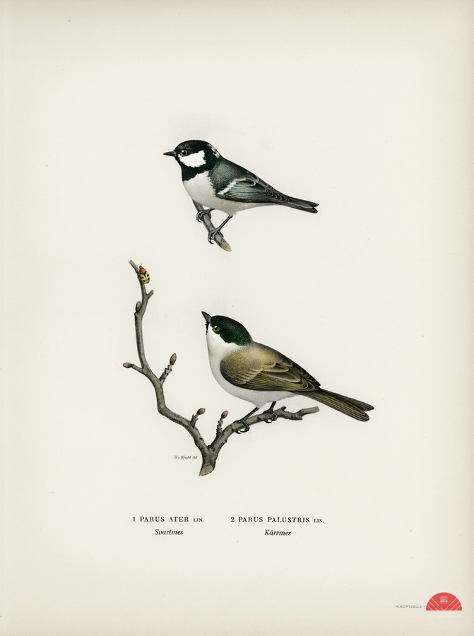 Coal Tit Parus Ater and Marsh Tit Parus Palustris  Print