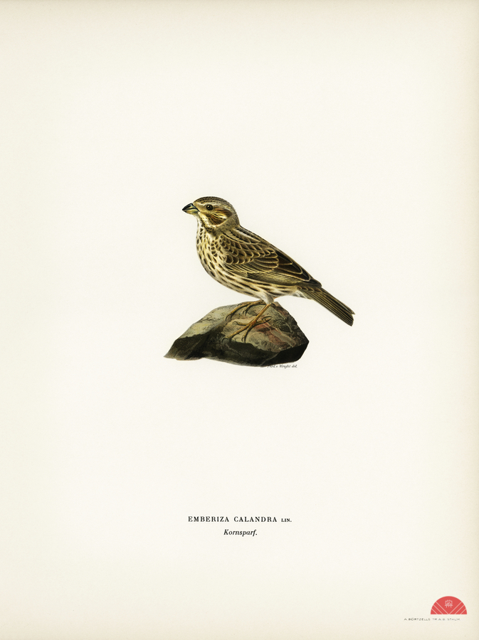 Corn bunting EMBERIZA CARLANDRA  Print