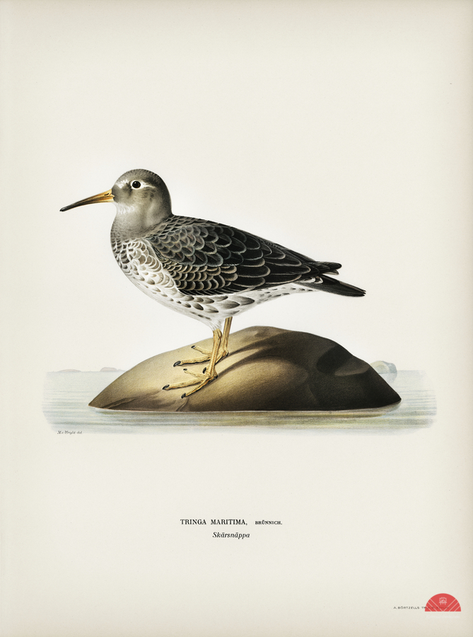 Purple Sandpiper tringa maritima  Print