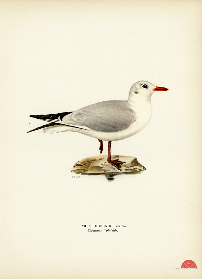 Black-headed gull Larus Ridibundus  Print