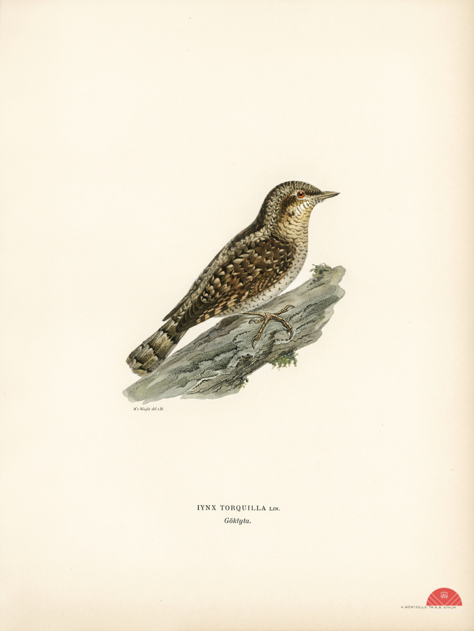 Eurasian wryneck Jynx torquilla  Print