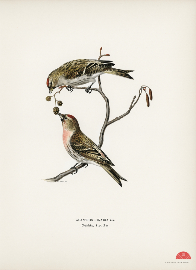common linnet Acanthis linaria  Print