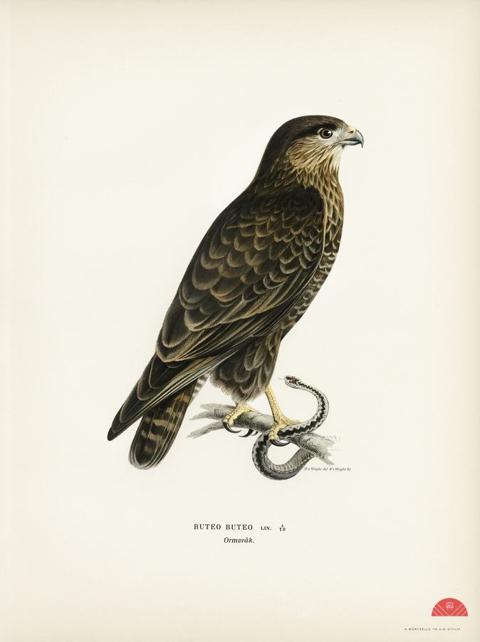 Common Buzzard BUTEO BUTEO  Print