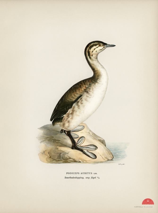 Young horned grebe Podiceps auritus  Print