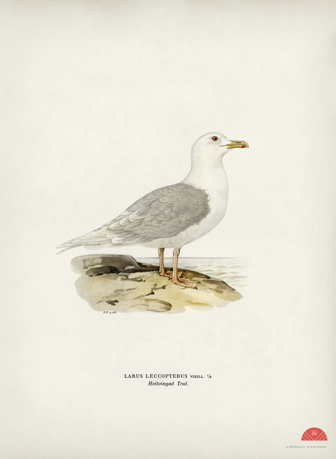 LARUS LEUCOPTERUS  Print