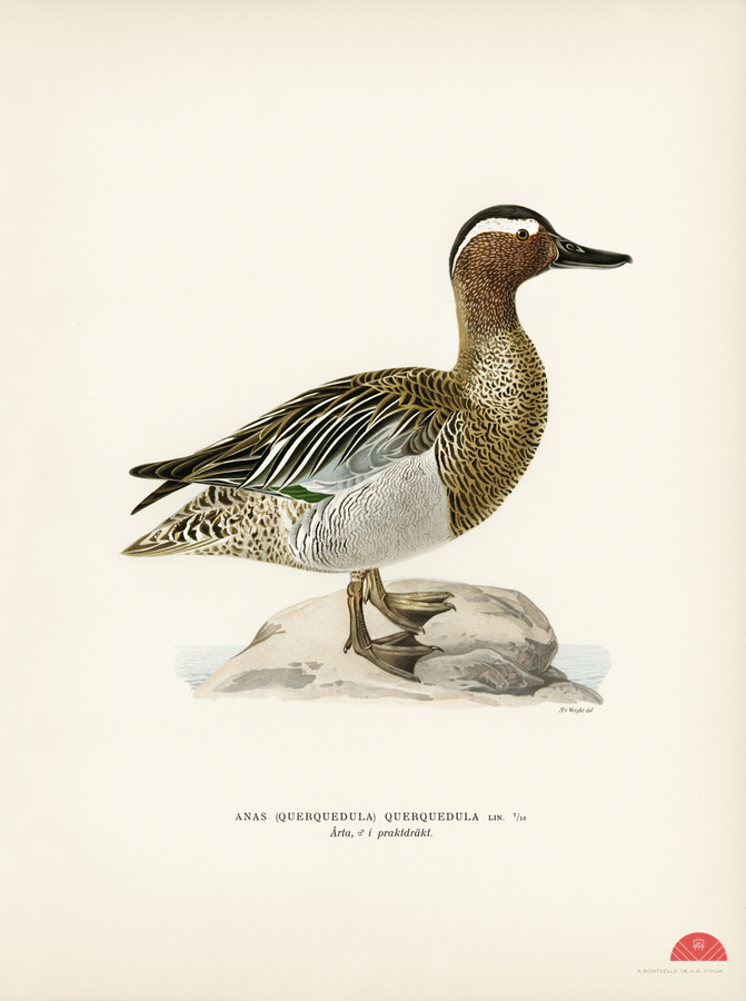Garganey male Anas querquedula  Print
