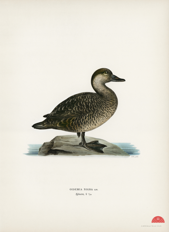 Black scoter female Oidemia nigra  Print