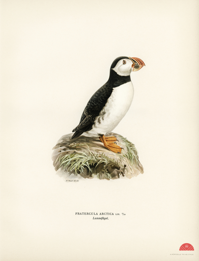 Atlantic puffin Fratercula arctica  Print