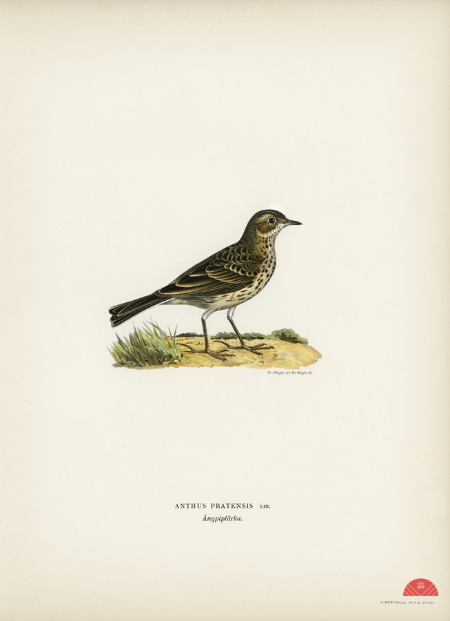 Meadow pipit Anthus pratensis  Print