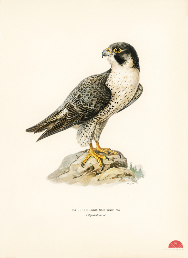 Peregrine Falcon Falco peregrinus  Imprimer