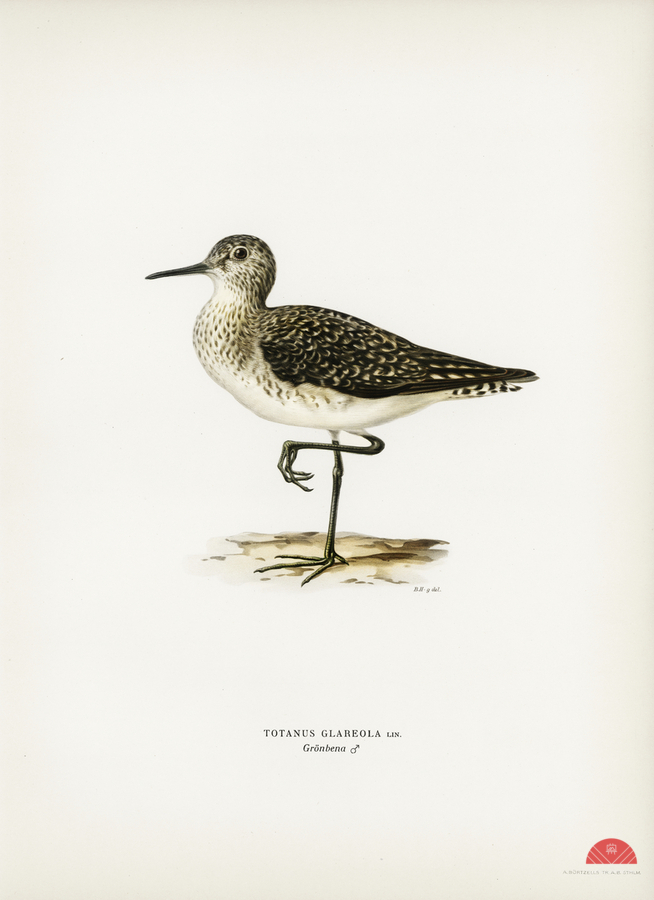 Wood Sandpiper Totanus Glareola  Print