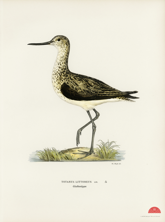 Greenshank Totanus Littoreus  Print