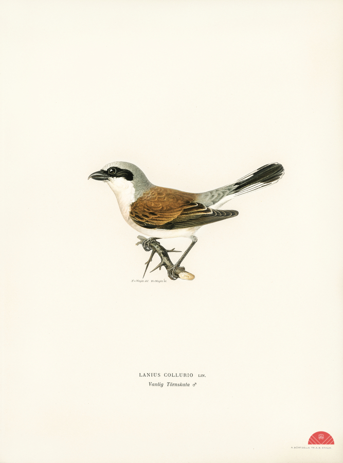 Red-backed Shrike male Lanius collurio  Print