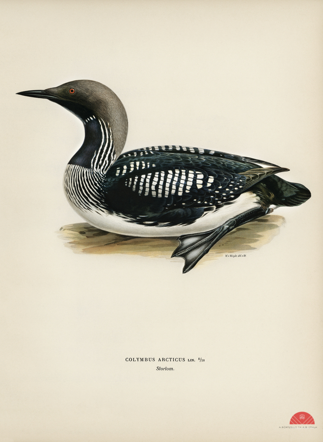 Black-throated loon Colymbus Arcticus  Print