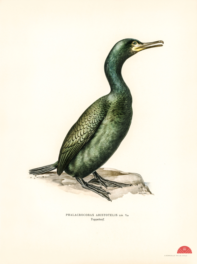 European shag Phalacrocorax aristotelis  Print
