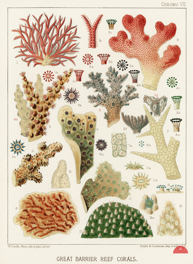 Great Barrier Reef Corals from The Great Barrier Reef of Australia 1893 by William Saville-Kent 1845-1908. Fig 1 : Seriatopora HystrixFig 2 : Stylopora PalmataFig 3 : Pcillpoora DamicornisFig 4 : Oculina FasciculataFig 5 : Echinopora horridaFig 6 :   Print