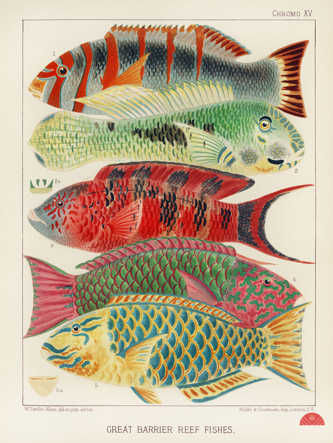 Great Barrier Reef Fishes from The Great Barrier Reef of Australia 1893 by William Saville-Kent 1845-1908.  Fig 1: Orange banded parrot fish Xiphochilus Fasciatus Fig 2: Hodgkinson&39s parrot fish Choerops Hodgkinsonii Fig 3: Scarlet banded Parrot fish C  Print