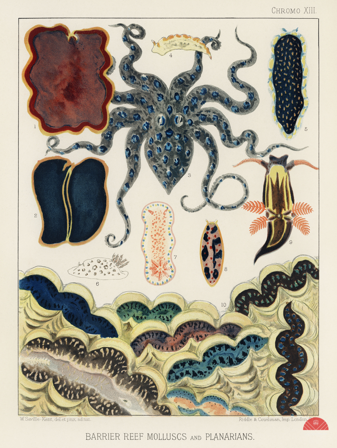 Barrier Reef Molluscs and Planarians from The Great Barrier Reef of Australia 1893 by William Saville-Kent 1845-1908. Fig 1: Flat worm Pseudoceros KentiiFig 2: Planarian Pseudoceros DimidiatusFig 3: Blue spotted Octopus Octopus PictusFig 4: Sea-hare A  Print