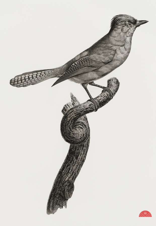 Blue-green jay  Print