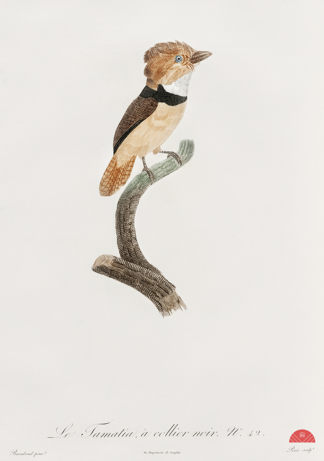 Black-necked stilt   Print