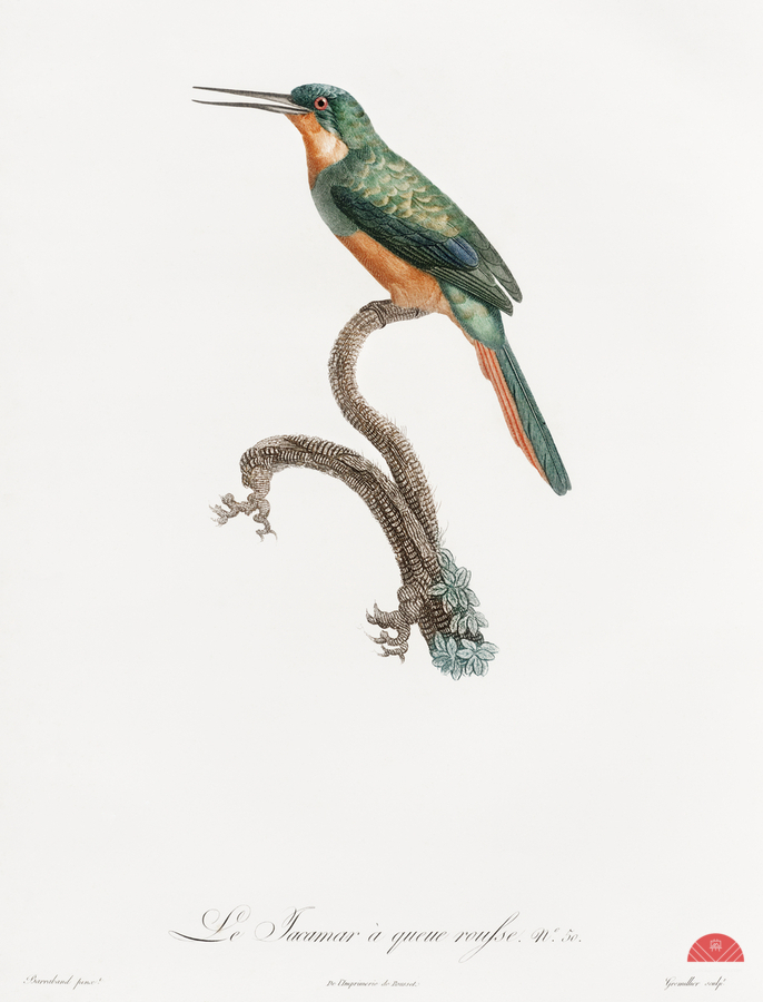 Rufous-tailed Jacamar  Print
