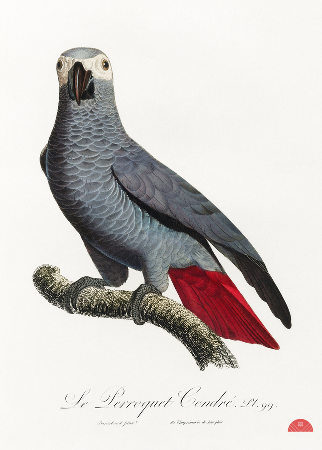 Congo grey parrot   Print