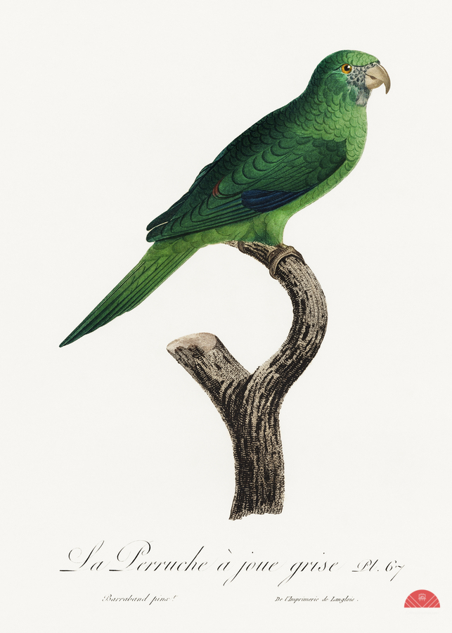 Grey-cheeked parakeet   Print