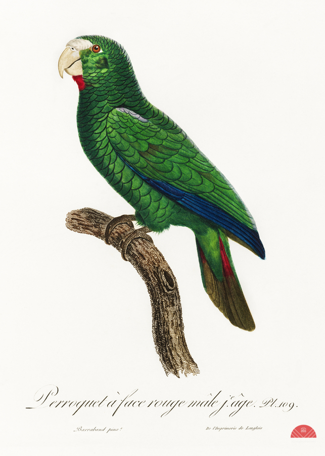 Cuban parrot   Print