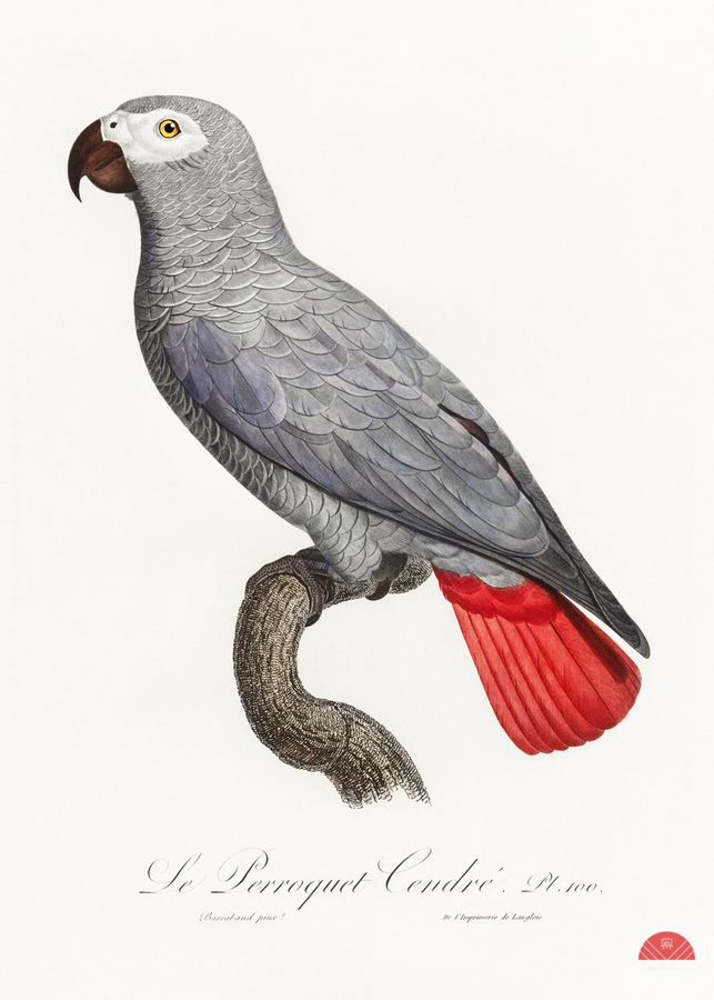 Congo grey parrot   Print