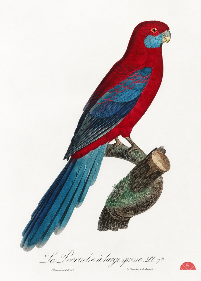Crimson rosella   Print