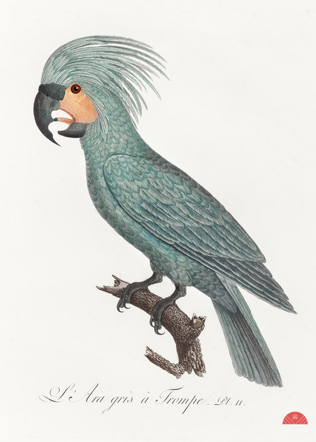 Goliath cockatoo   Print