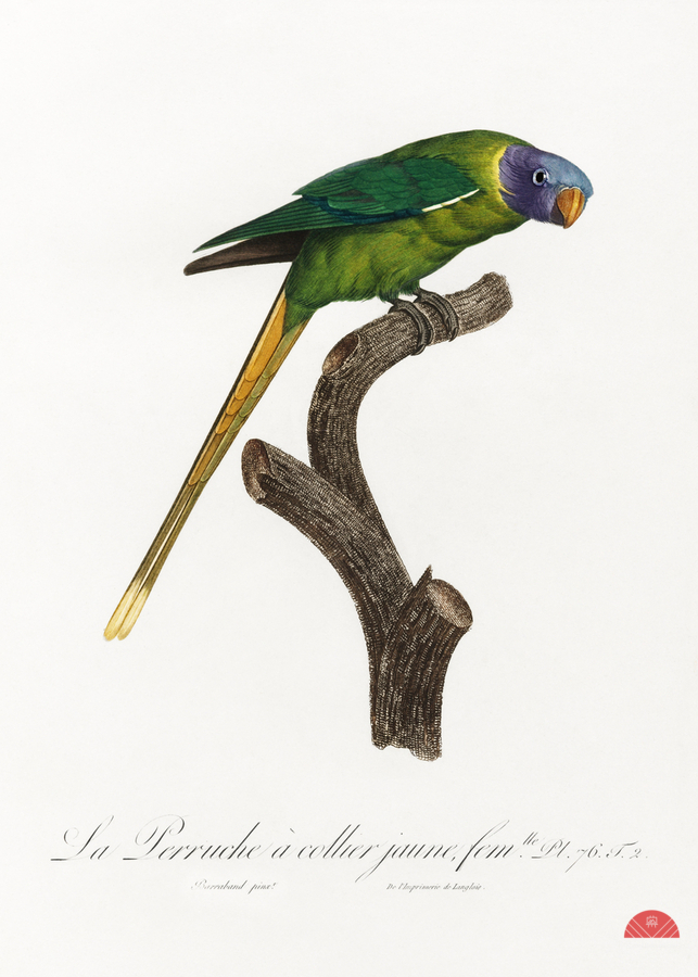 Plum-headed parakeet   Print