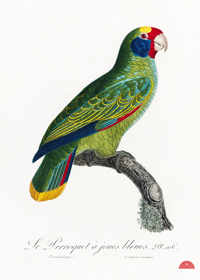 Red-and-blue amazon   Print