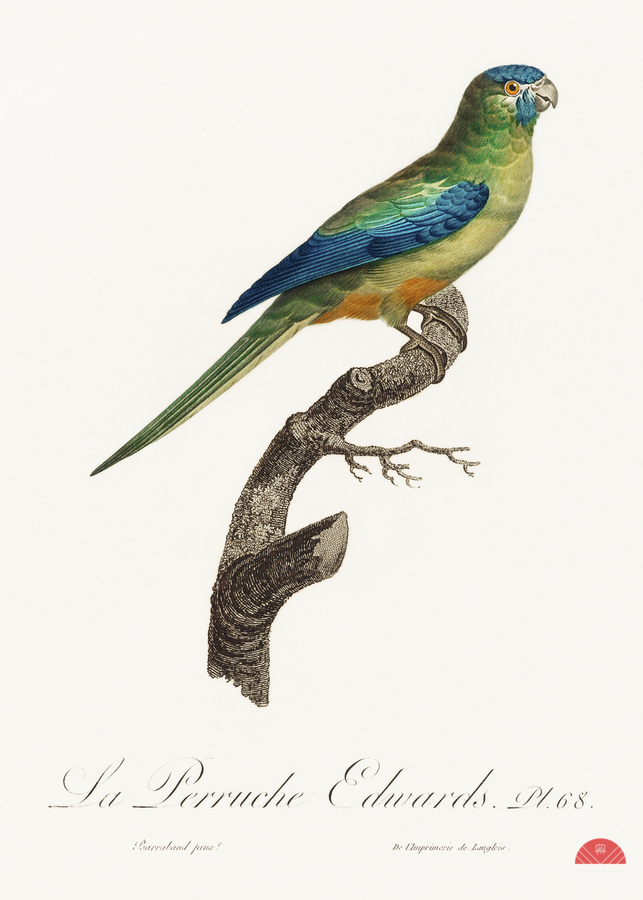 Turquoise parrot   Print