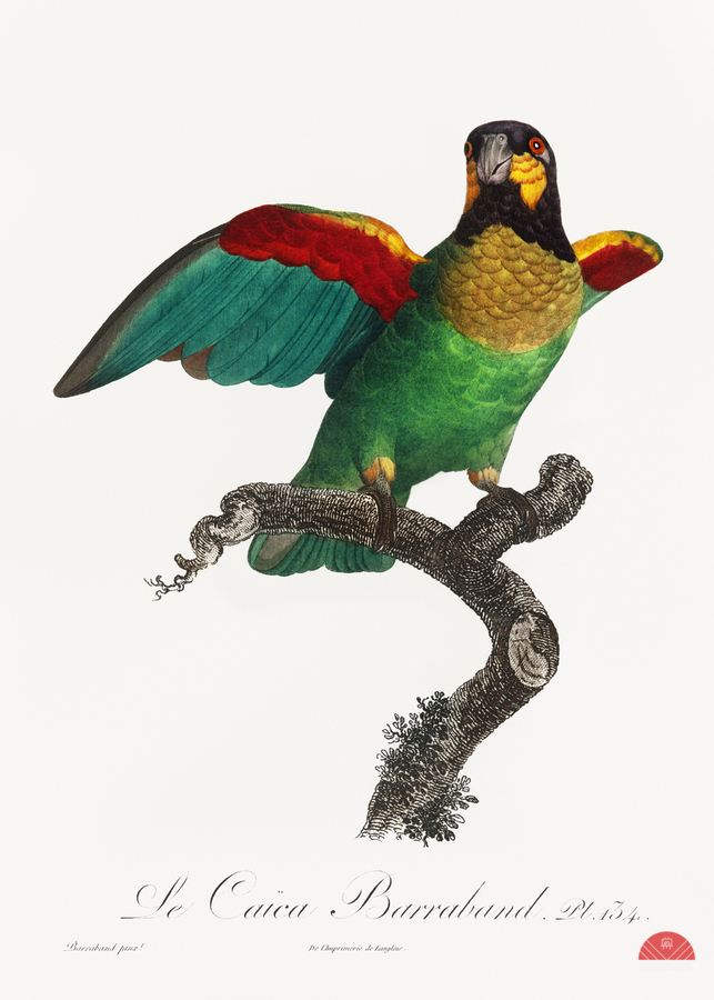 Orange-cheeked parrot   Print
